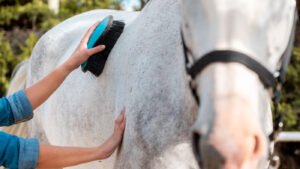 Read more about the article The Art of Horse Grooming: Tips for a Shiny Coat