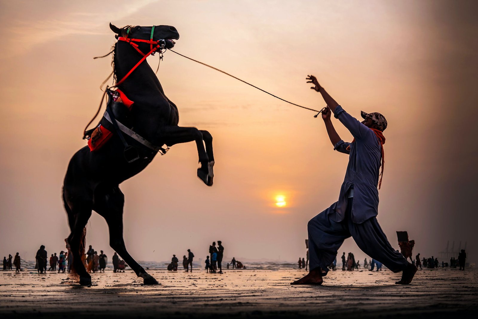 You are currently viewing Understanding Horse Behavior: What Your Horse Is Trying to Tell You