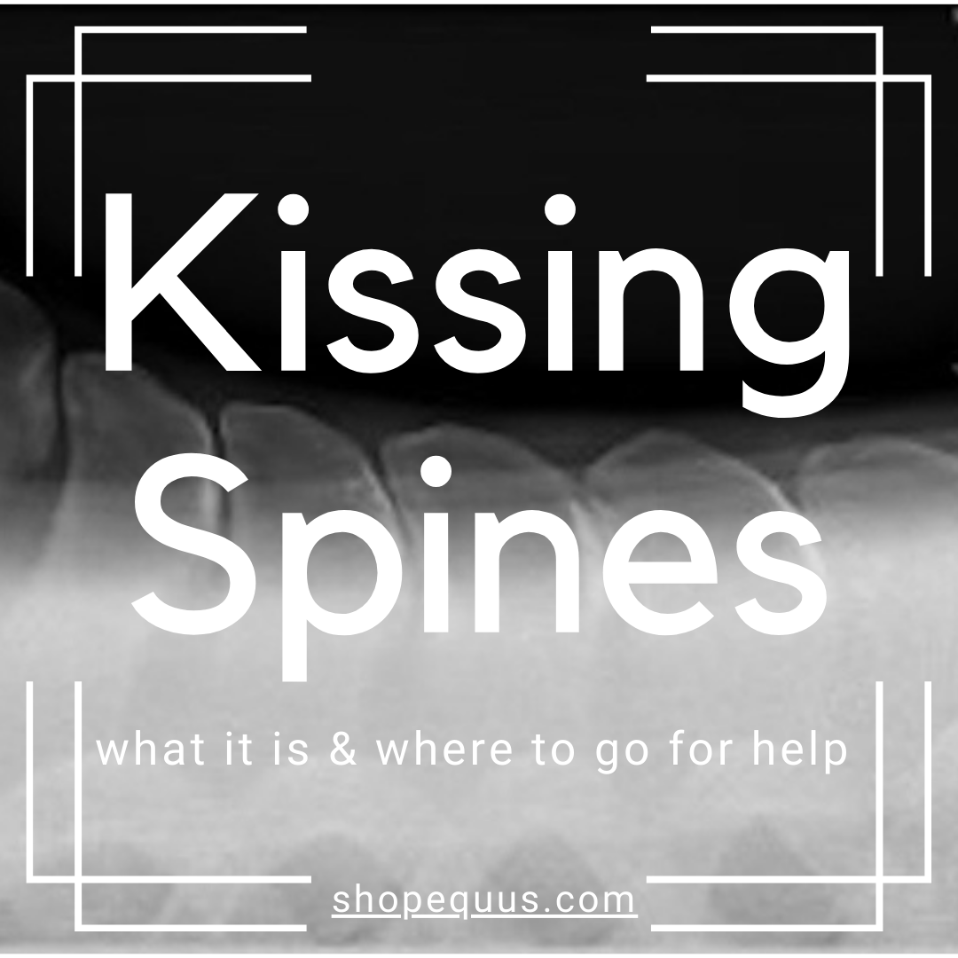 You are currently viewing Kissing Spines in Horses: Understanding, Treating, and Supporting Spinal Health